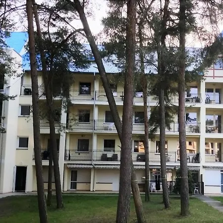 Las Sosnowy * Łukęcin