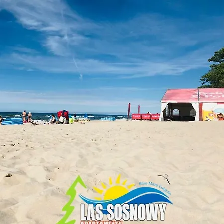 Las Sosnowy Lukecin